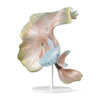 Lladro Betta Fish left