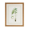 Chelsea House Curtis Ferns Frame
