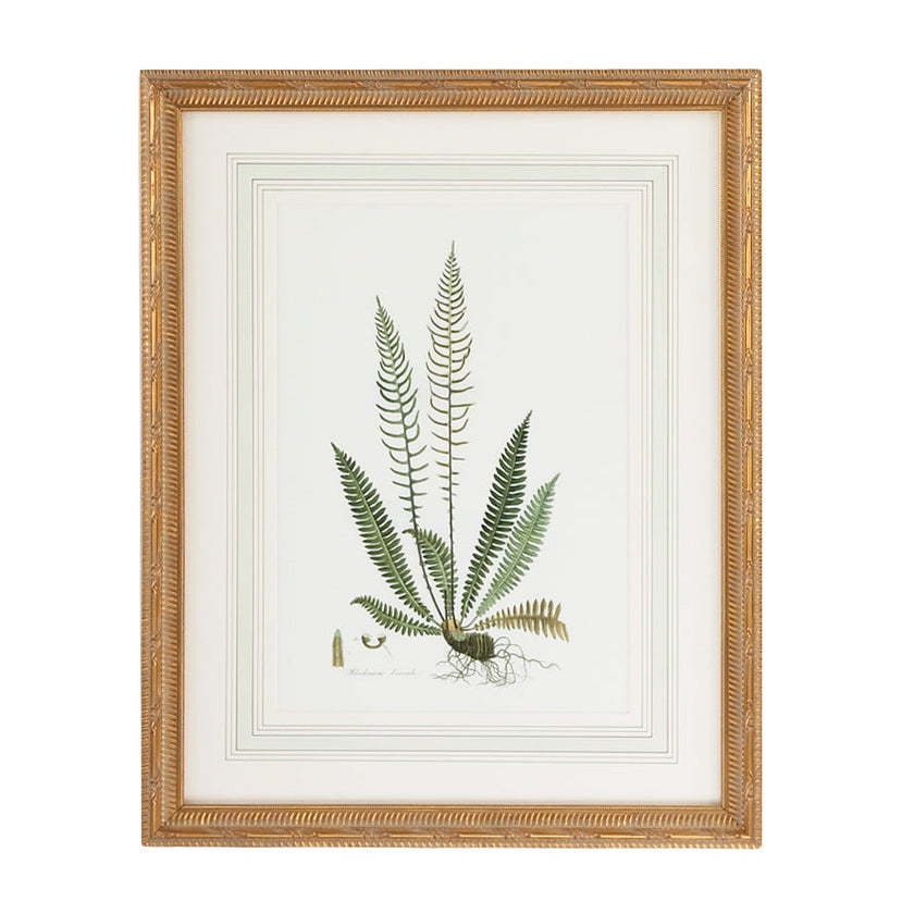 Chelsea House Curtis Ferns Frame