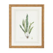 Chelsea House Curtis Ferns Frame