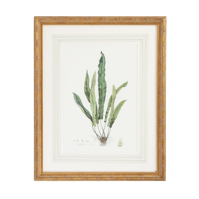 Chelsea House Curtis Ferns Frame