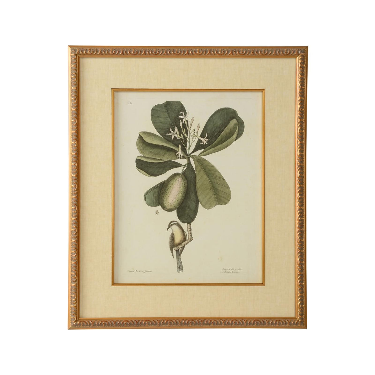 Chelsea House Catesby Bird & Botanical Frame