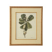 Chelsea House Catesby Bird & Botanical Frame