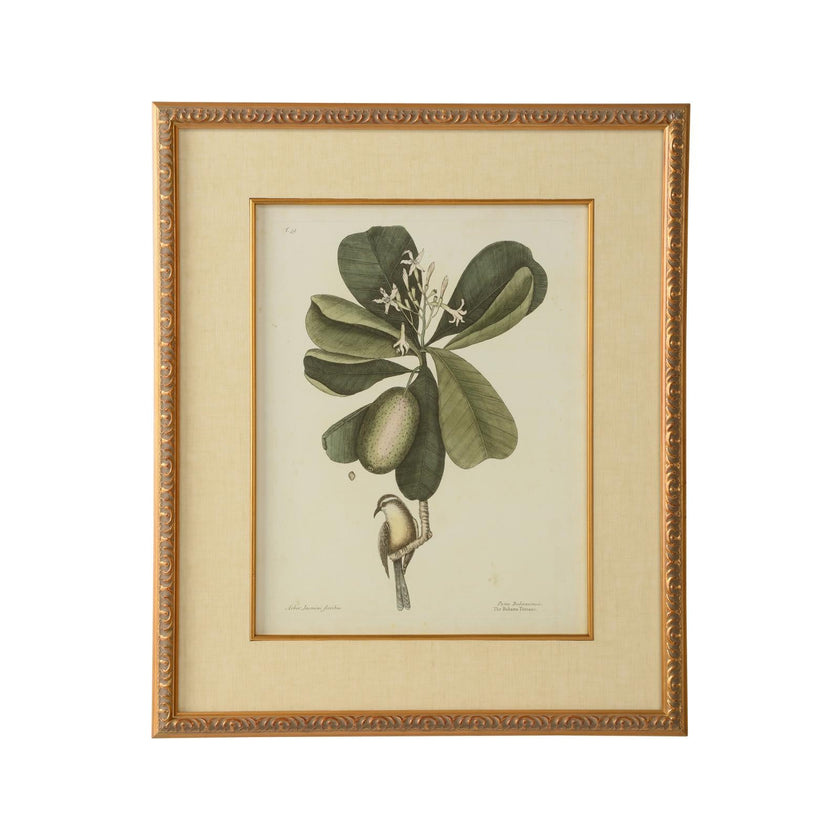 Chelsea House Catesby Bird & Botanical Frame