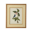 Chelsea House Catesby Bird & Botanical Frame