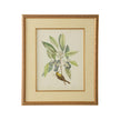Chelsea House Catesby Bird & Botanical Frame