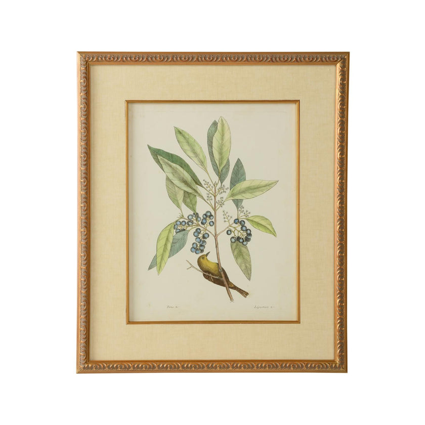 Chelsea House Catesby Bird & Botanical Frame