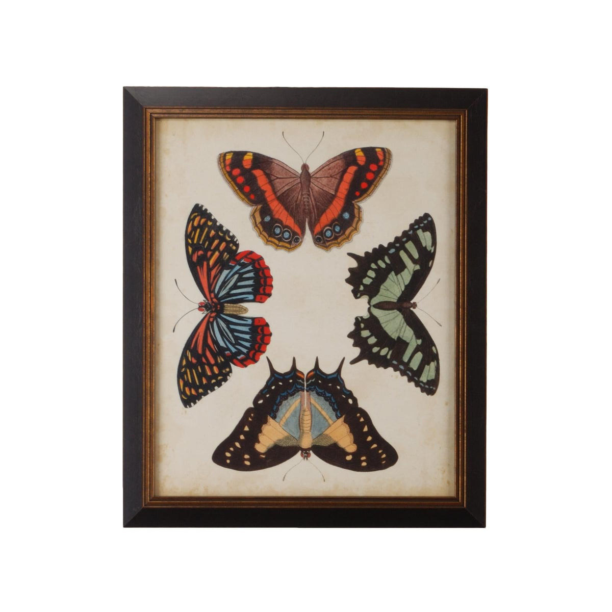 Chelsea House Display of Butterflies Frame