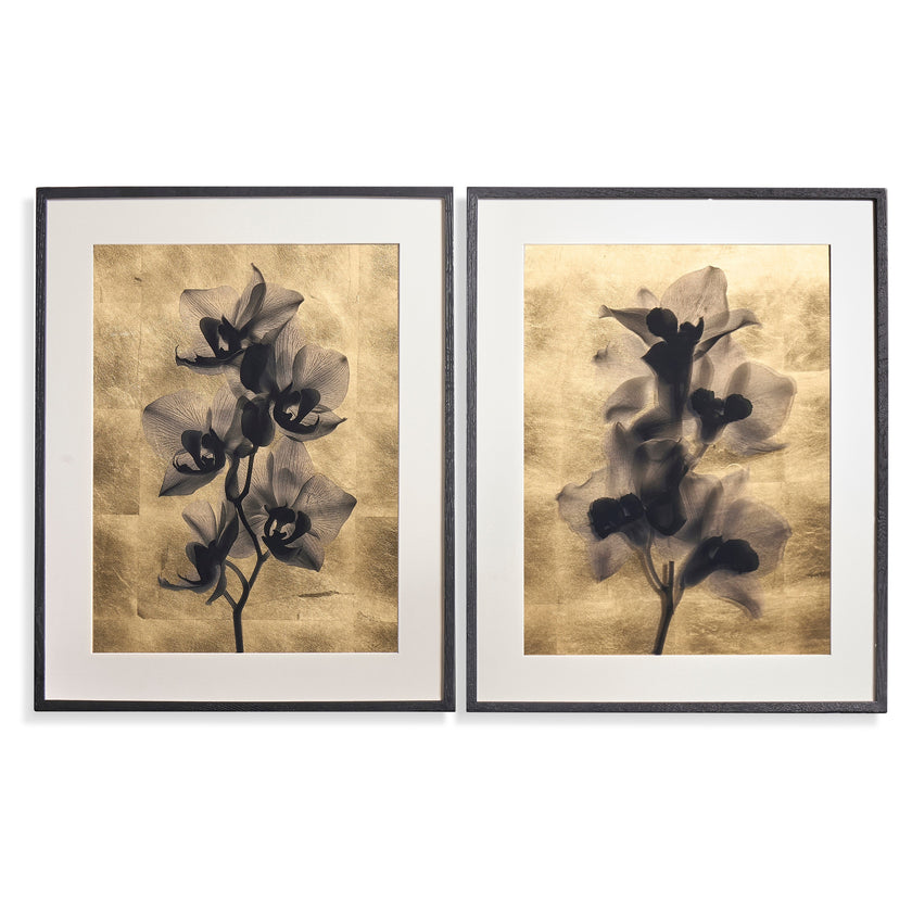 Jonathan Charles Black Orchids Artwork