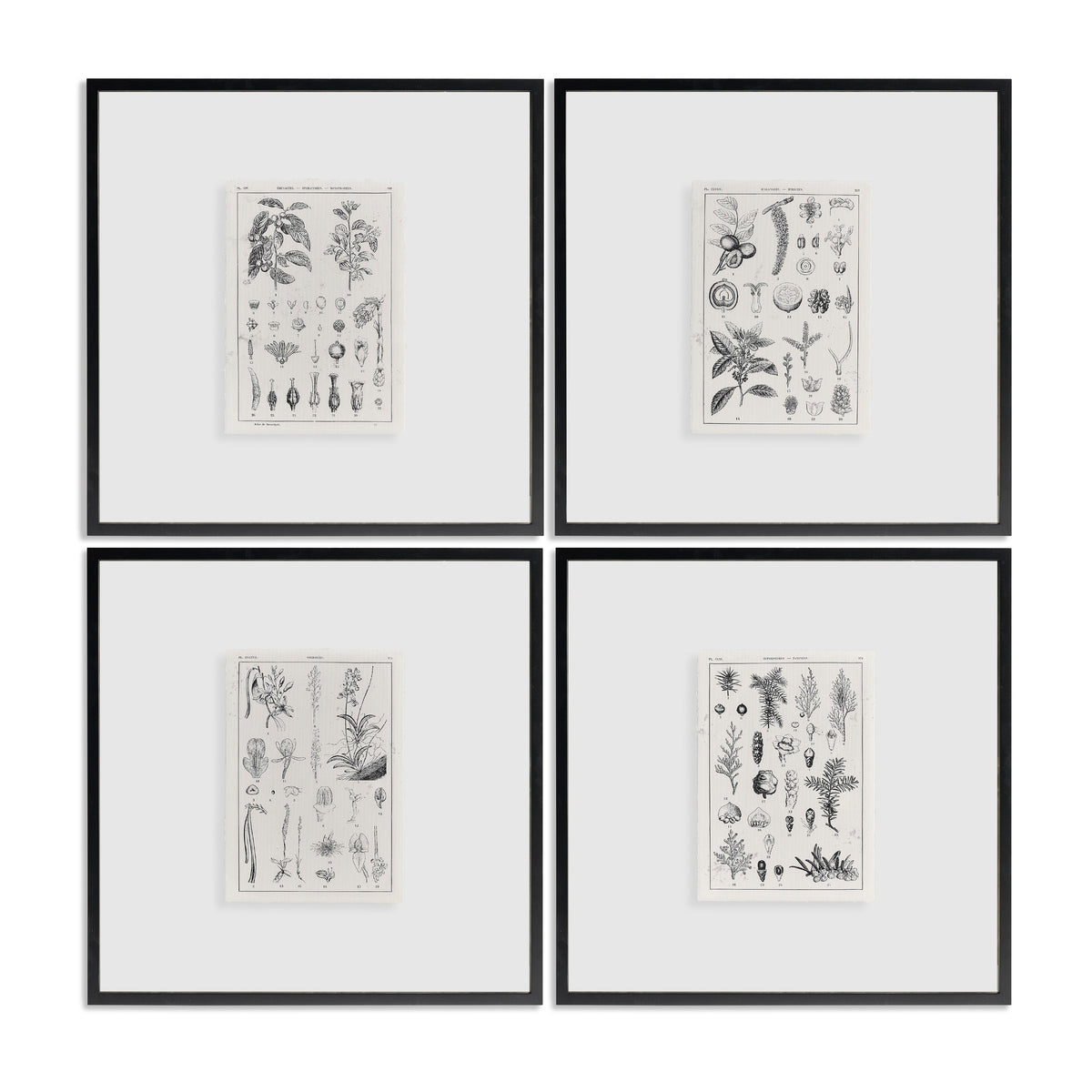 Jonathan Charles Botanica: The Art of Knowledge - Set of 4