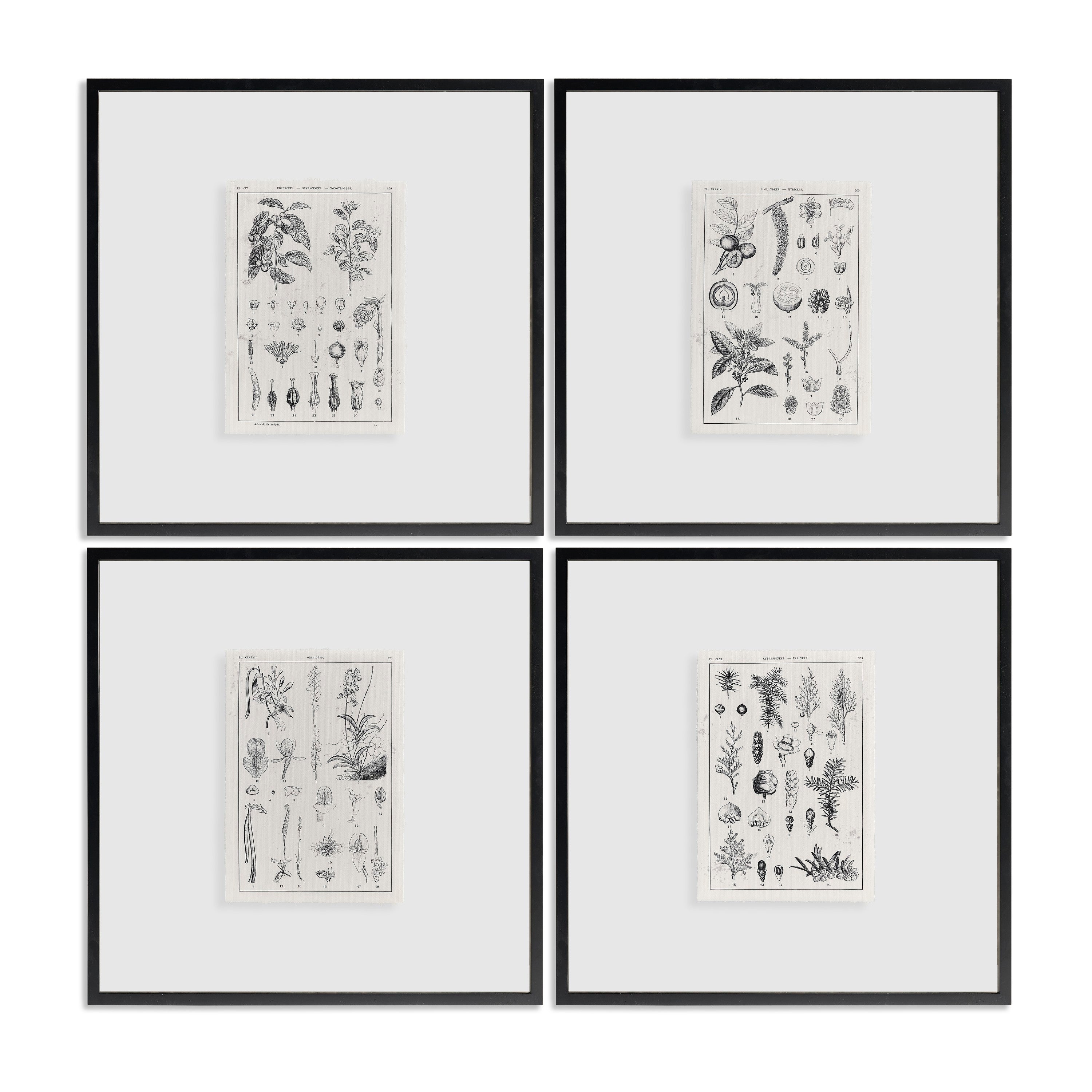 Jonathan Charles Botanica: The Art of Knowledge - Set of 4