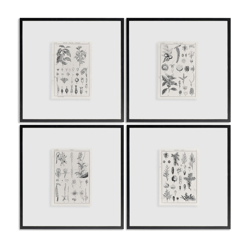 Jonathan Charles Botanica: The Art of Knowledge - Set of 4