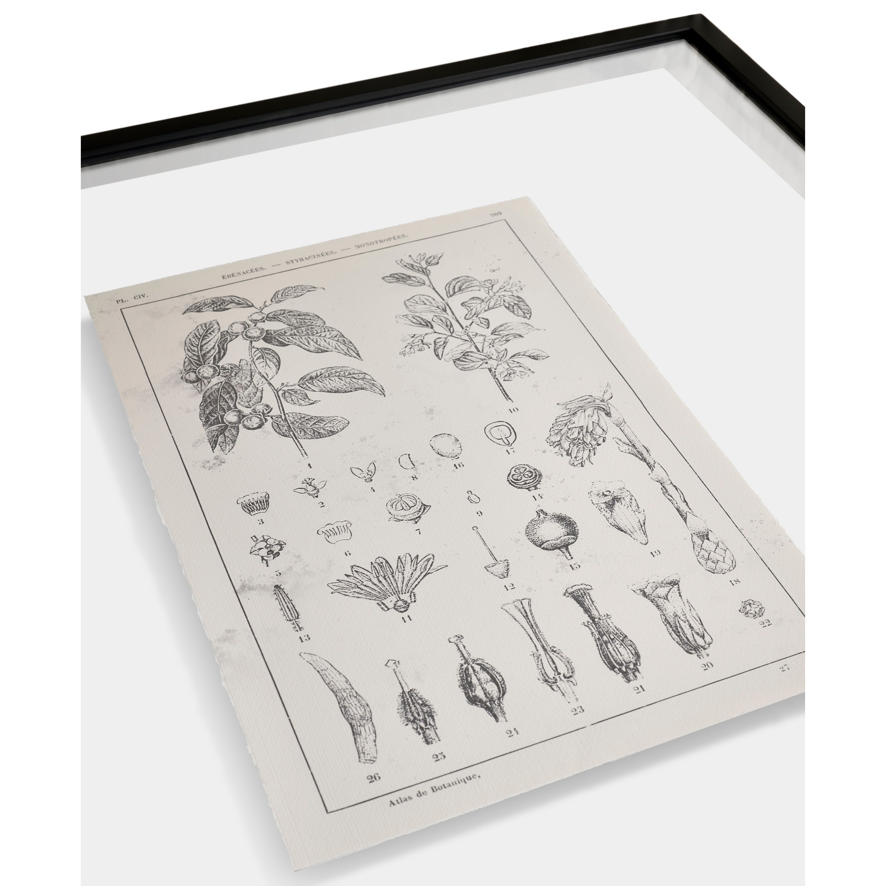 Jonathan Charles Botanica: The Art of Knowledge - Set of 4