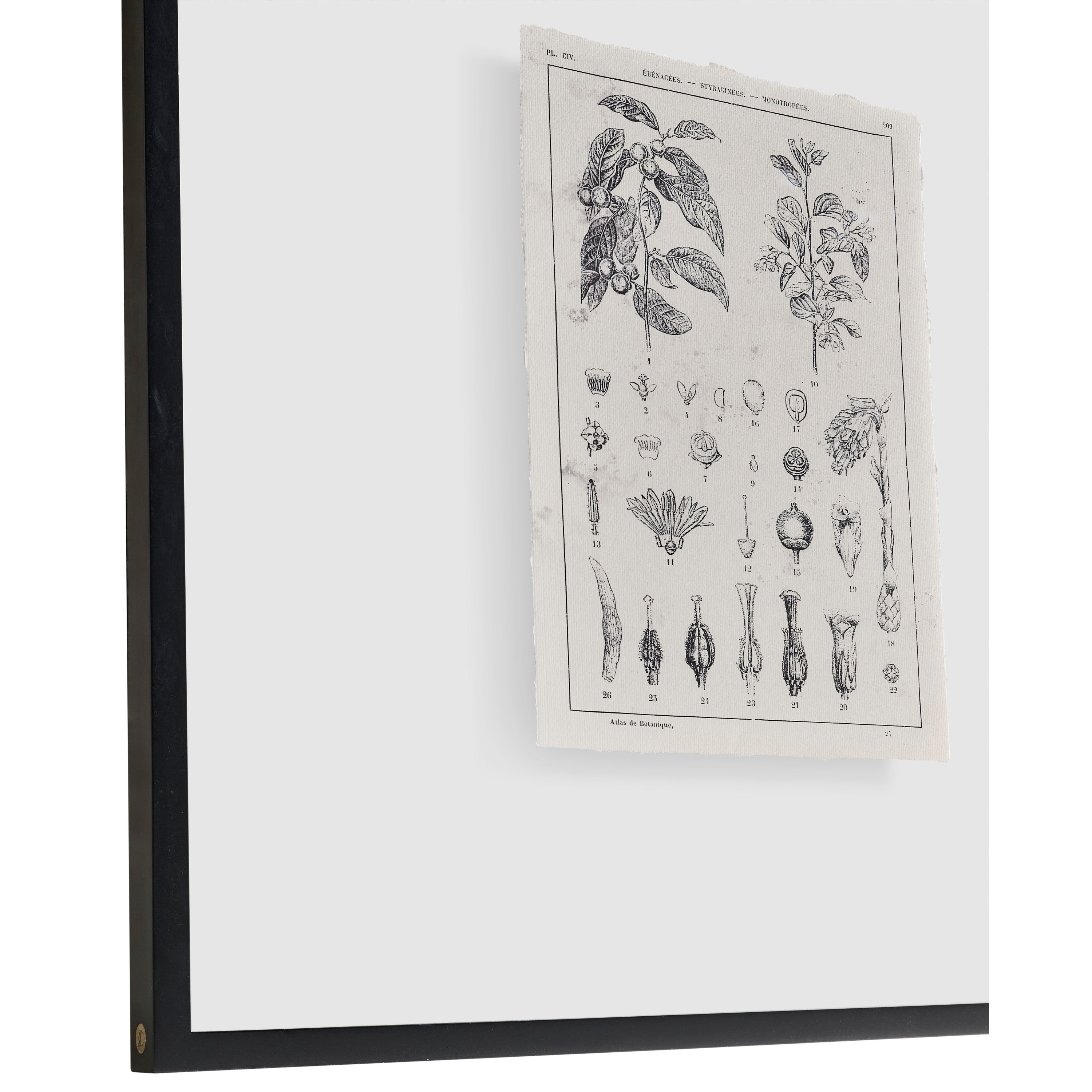 Jonathan Charles Botanica: The Art of Knowledge - Set of 4