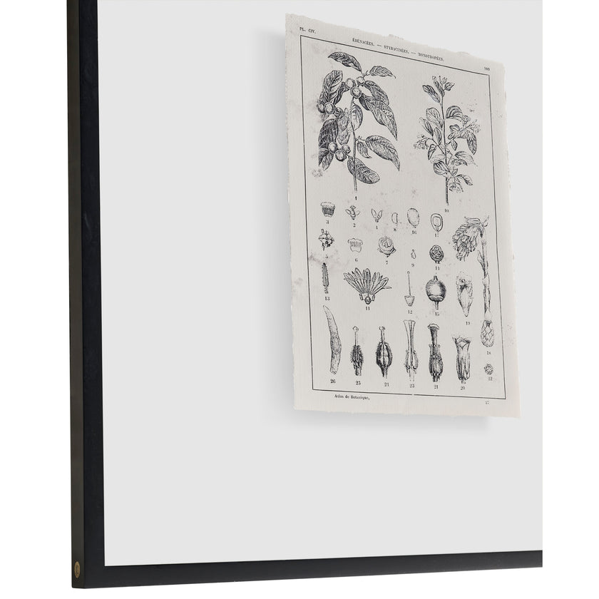 Jonathan Charles Botanica: The Art of Knowledge - Set of 4