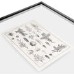 Jonathan Charles Botanica: The Art of Knowledge - Set of 4