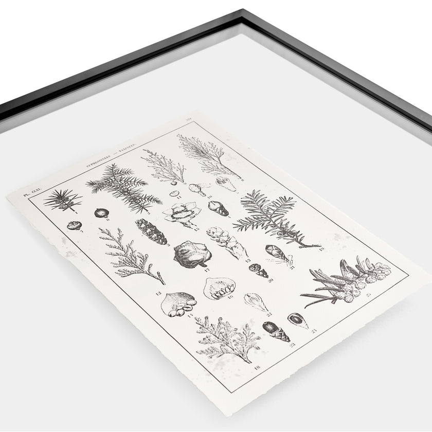 Jonathan Charles Botanica: The Art of Knowledge - Set of 4