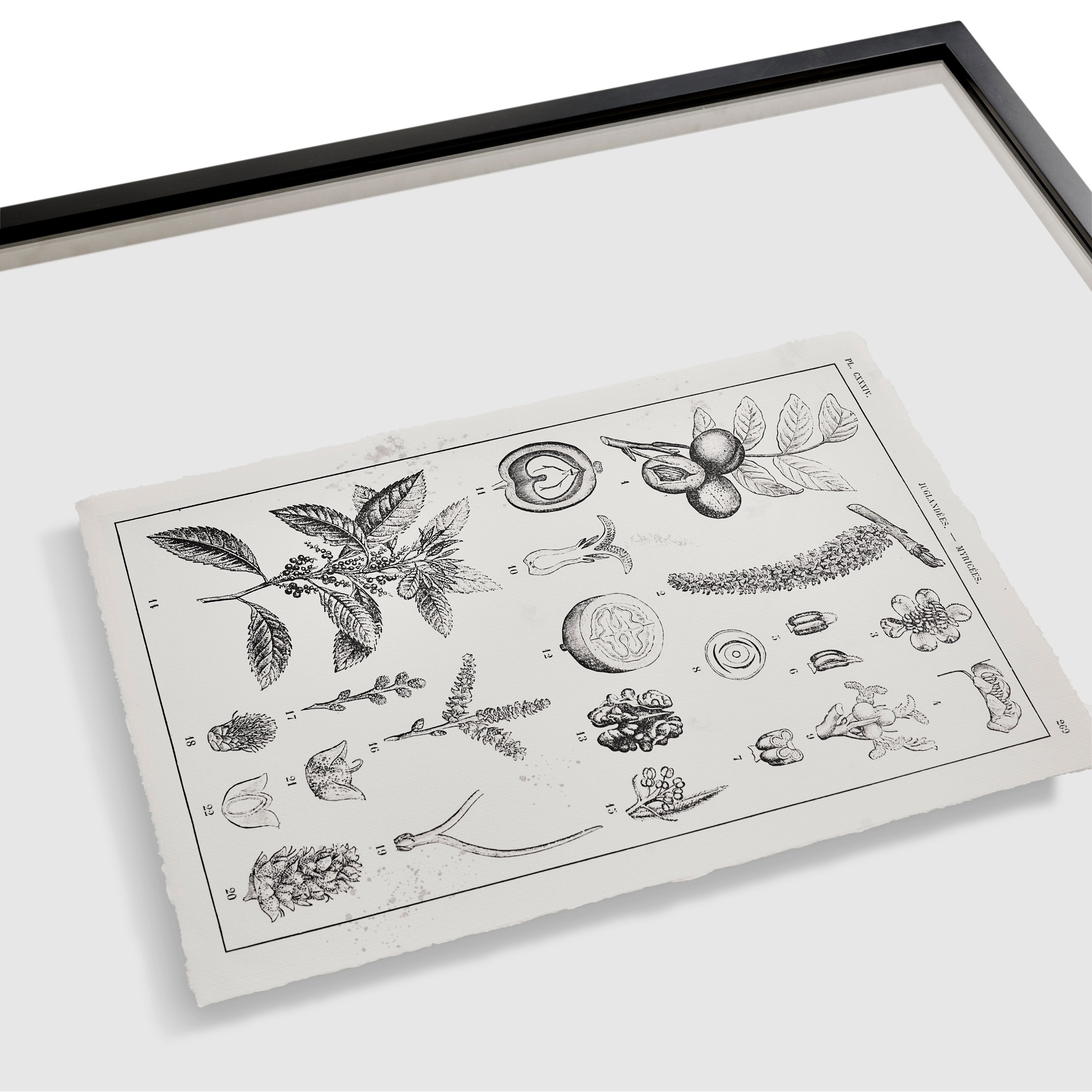 Jonathan Charles Botanica: The Art of Knowledge - Set of 4
