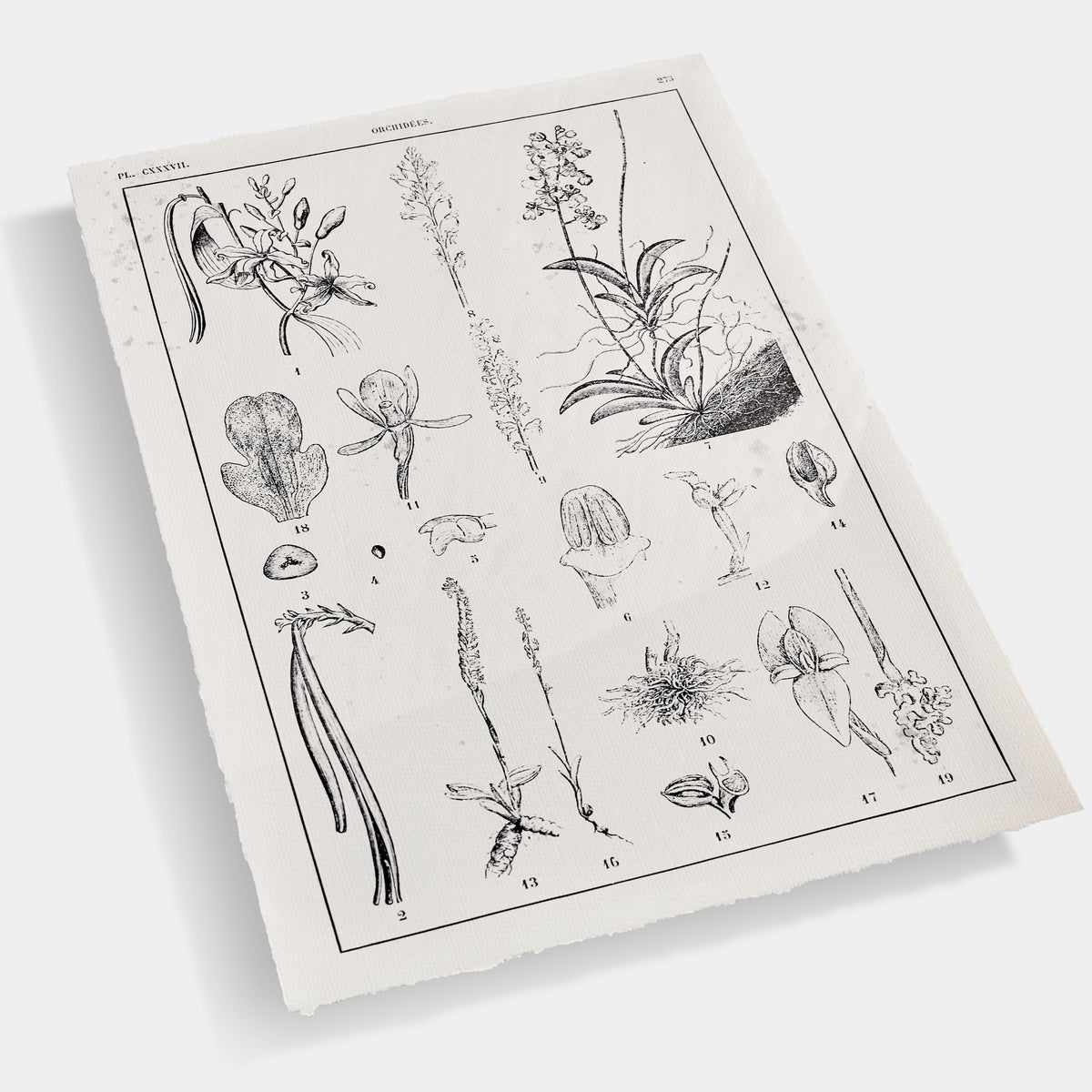 Jonathan Charles Botanica: The Art of Knowledge - Set of 4