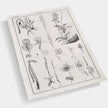 Jonathan Charles Botanica: The Art of Knowledge - Set of 4