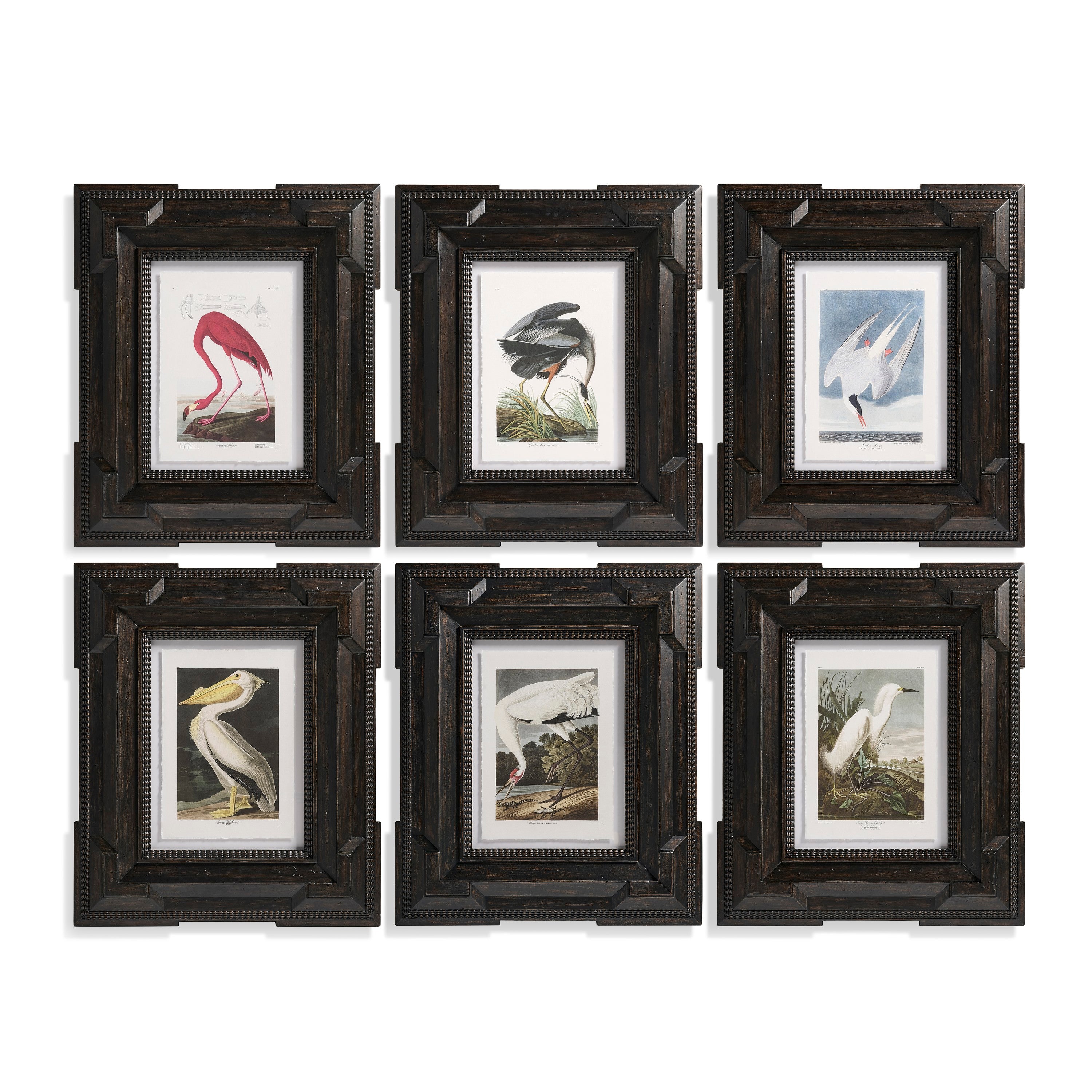 Jonathan Charles Audubon Birds - Set of 6