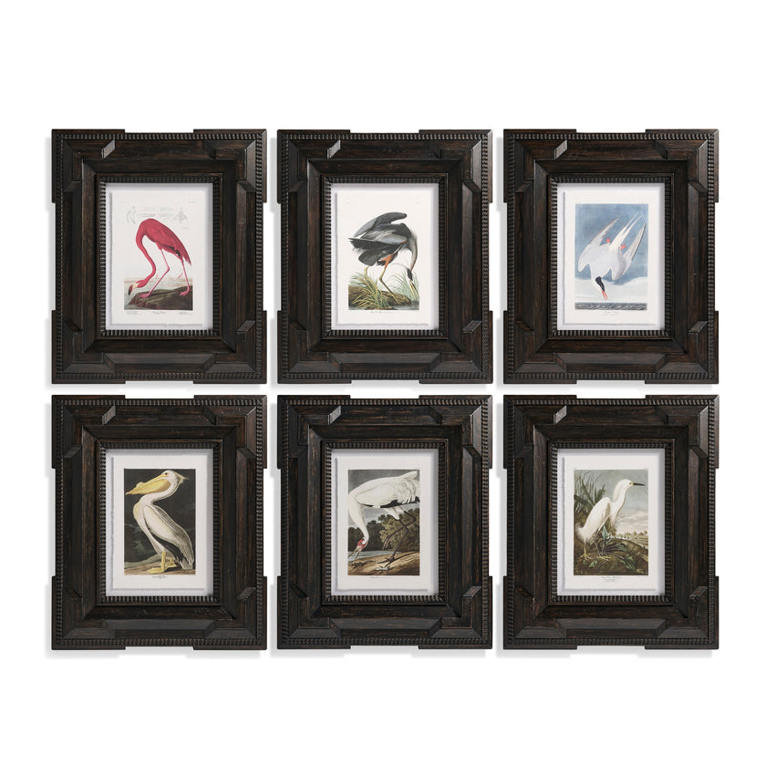 Jonathan Charles Audubon Birds - Set of 6