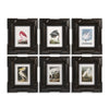 Jonathan Charles Audubon Birds - Set of 6