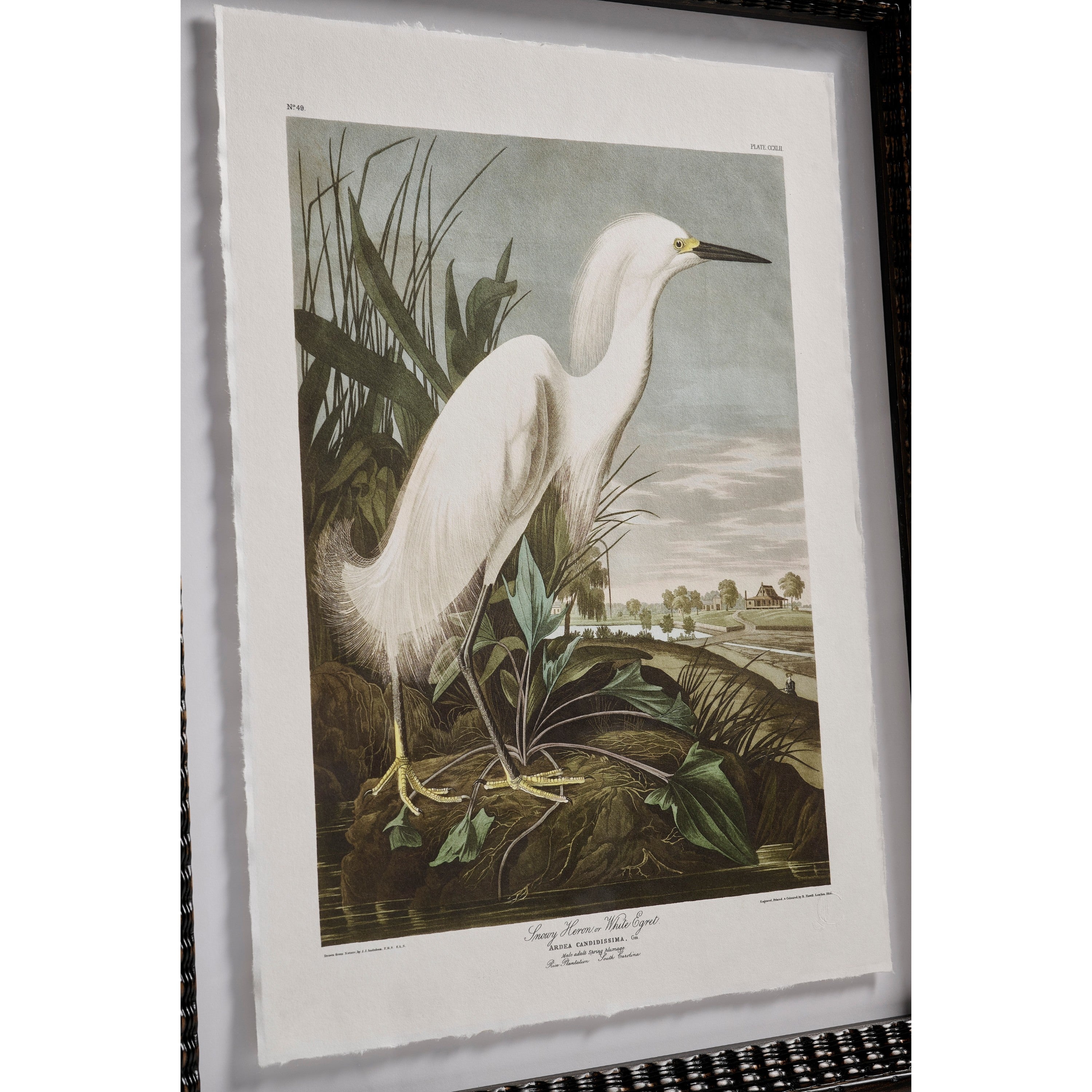 Jonathan Charles Audubon Birds - Set of 6