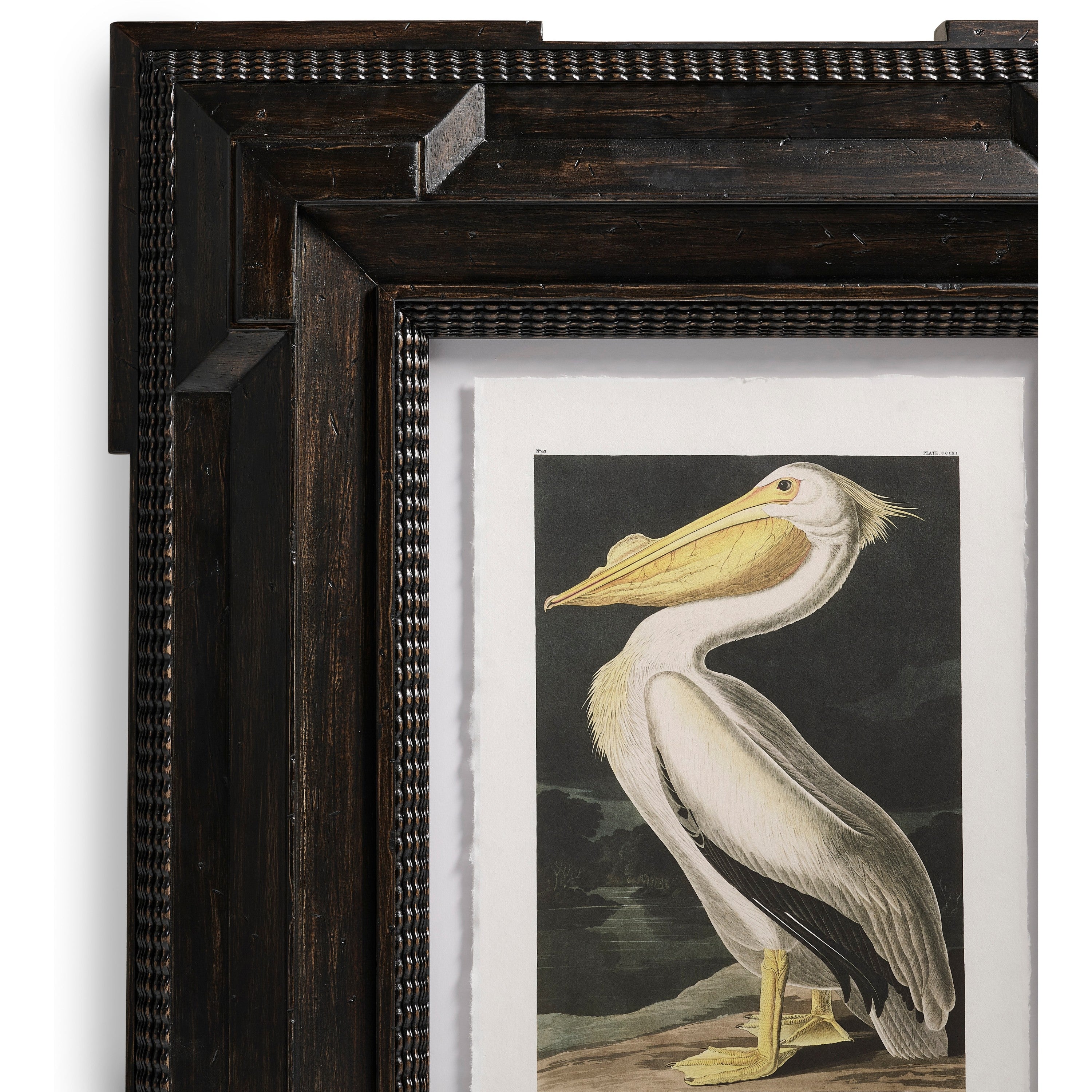 Jonathan Charles Audubon Birds - Set of 6