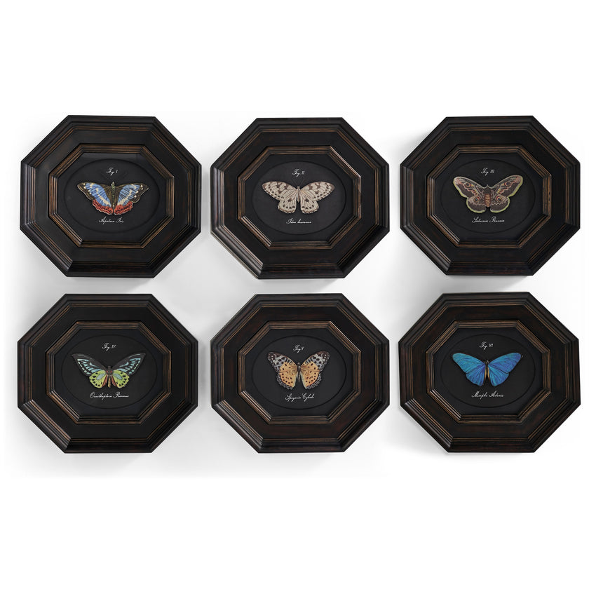 Jonathan Charles Wings of Discovery - Set of 6