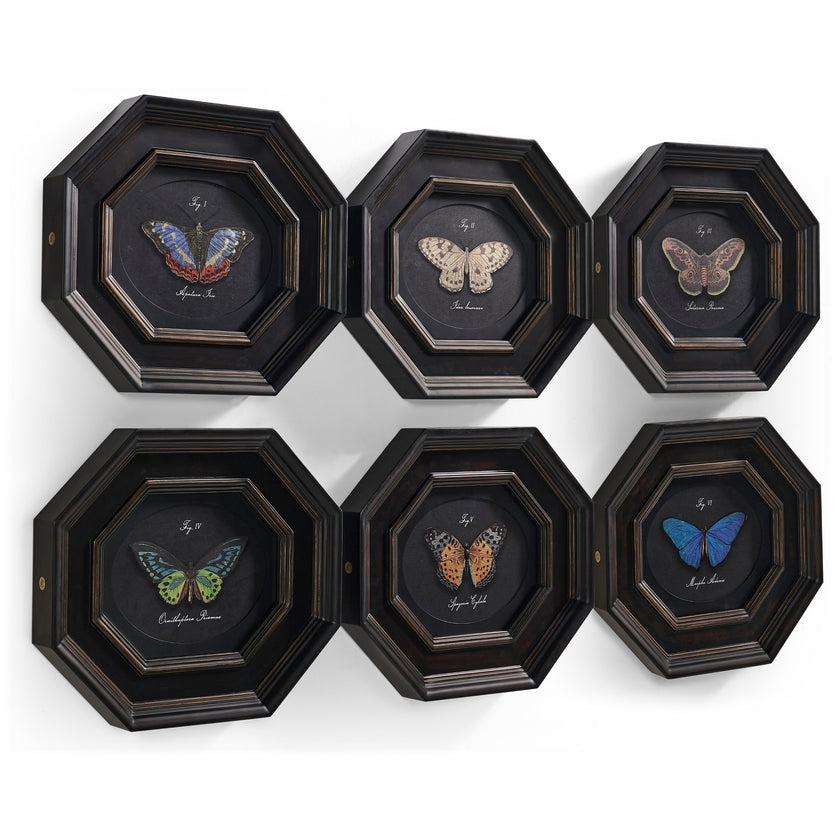 Jonathan Charles Wings of Discovery - Set of 6
