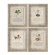 Jonathan Charles Herbal of Enlightenment - Set of 4