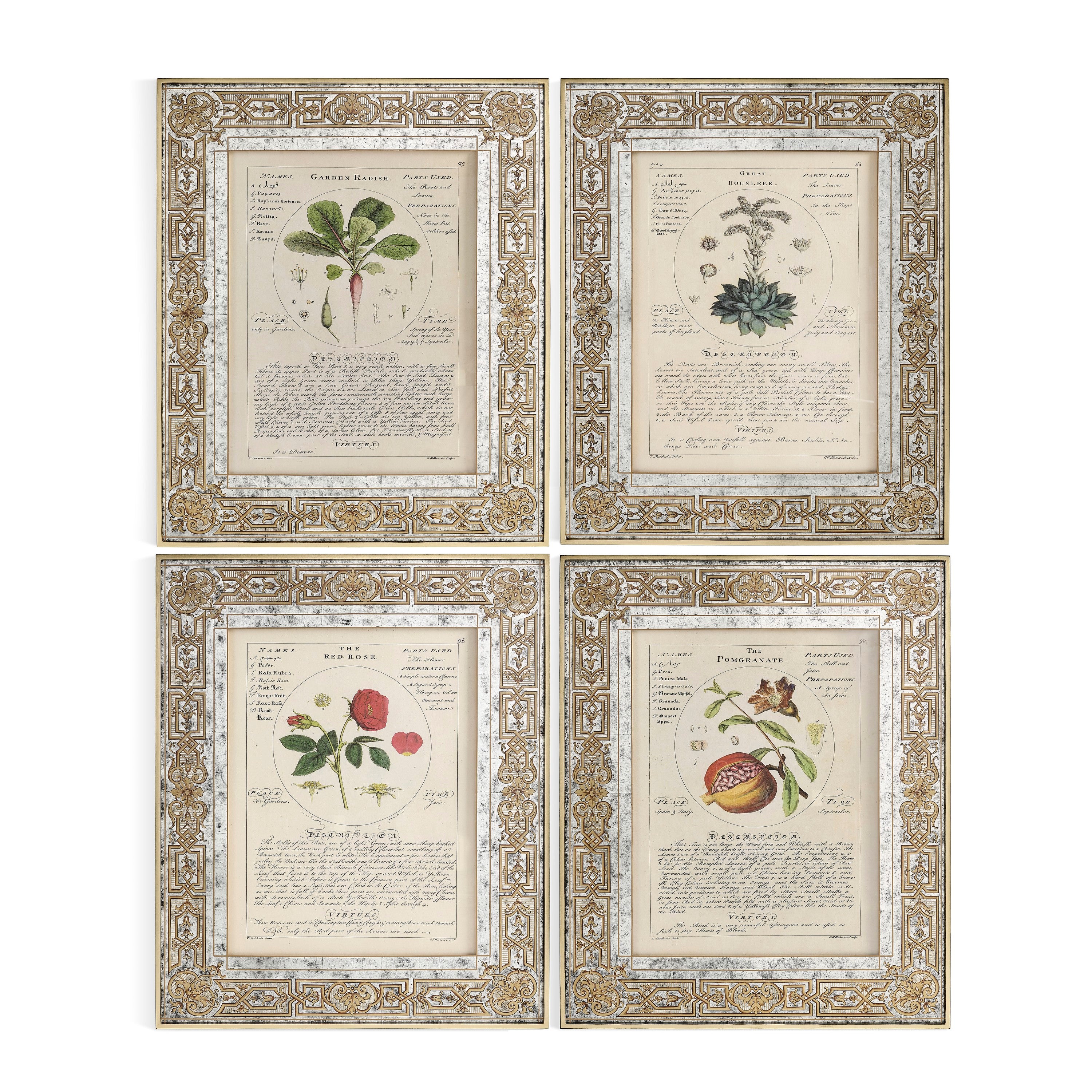 Jonathan Charles Herbal of Enlightenment - Set of 4