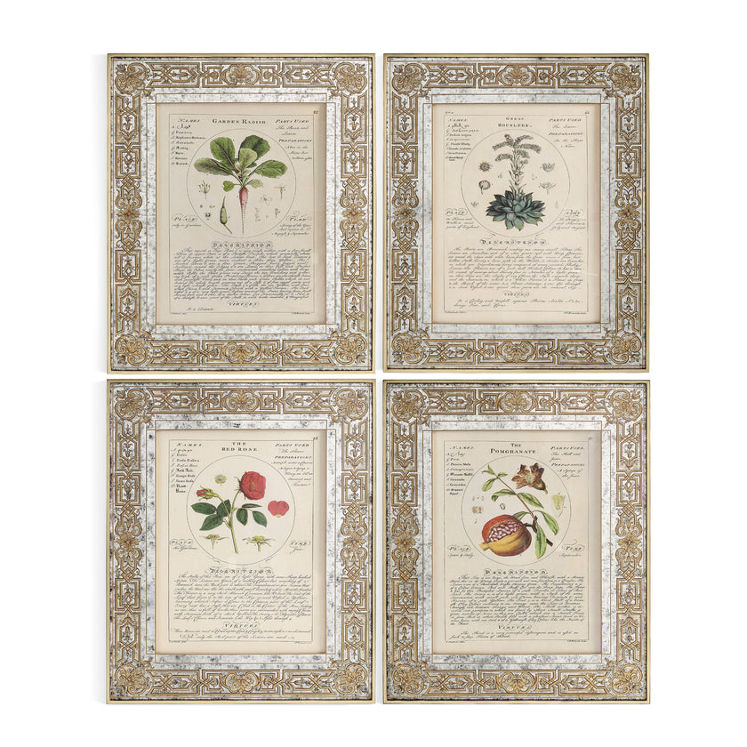 Jonathan Charles Herbal of Enlightenment - Set of 4
