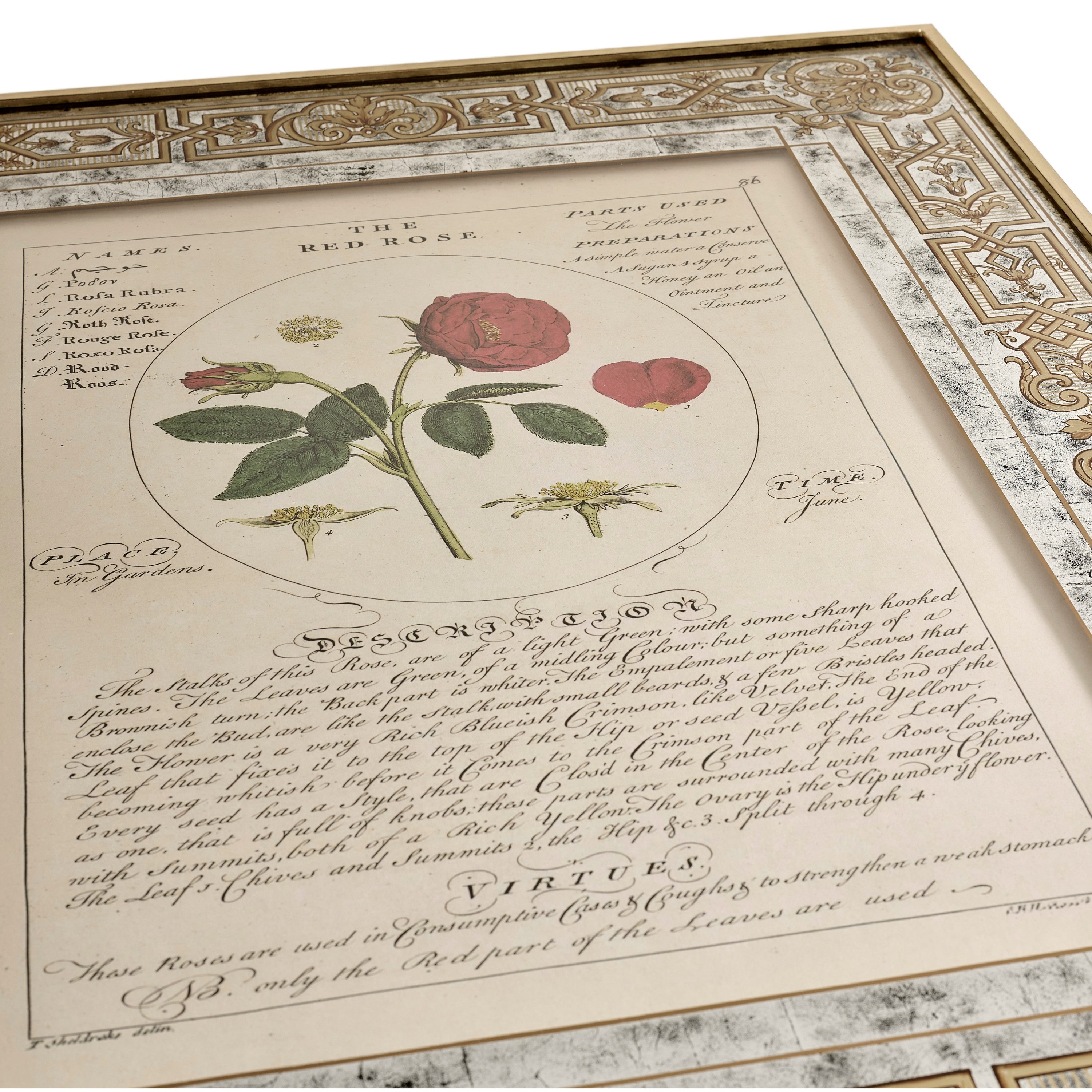 Jonathan Charles Herbal of Enlightenment - Set of 4
