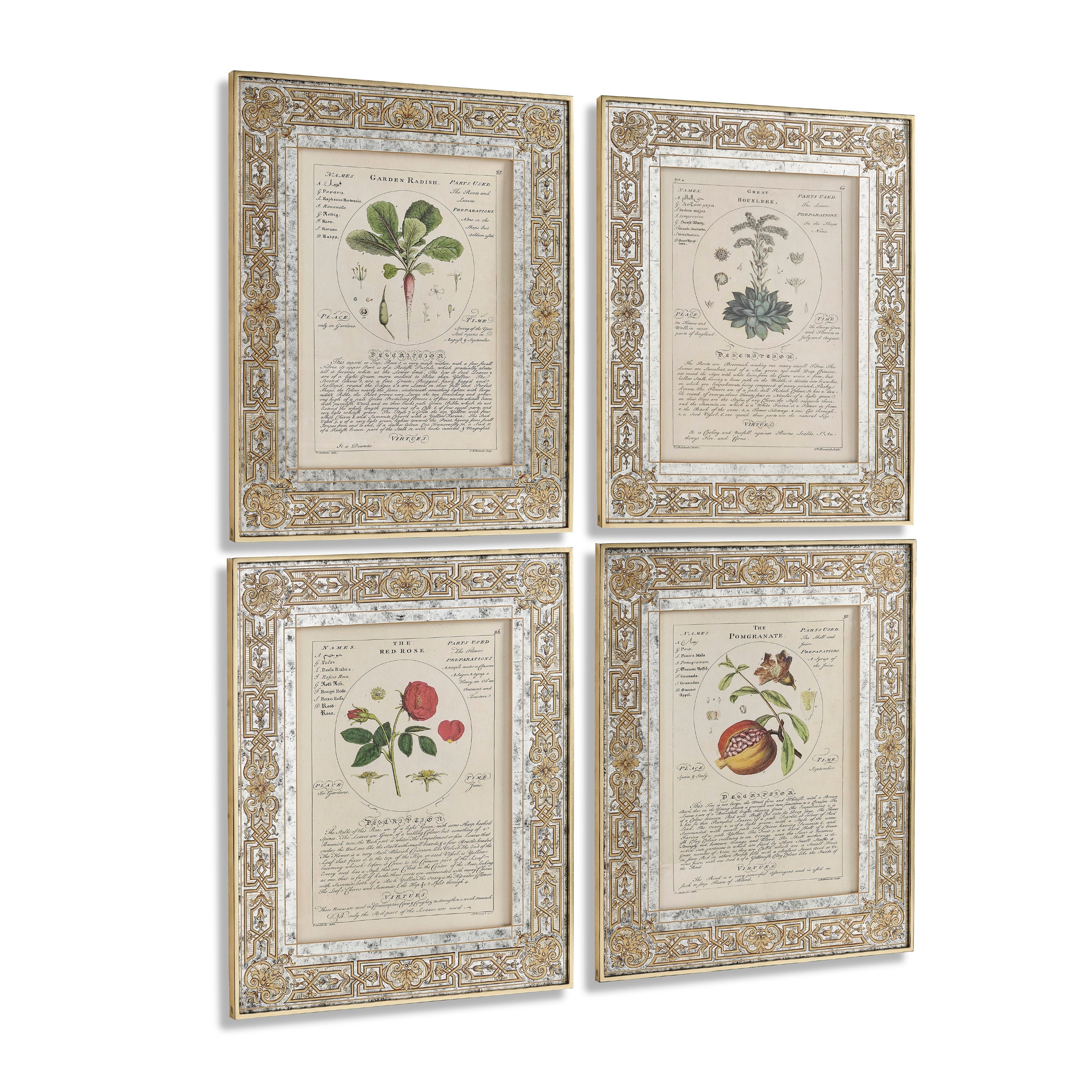 Jonathan Charles Herbal of Enlightenment - Set of 4