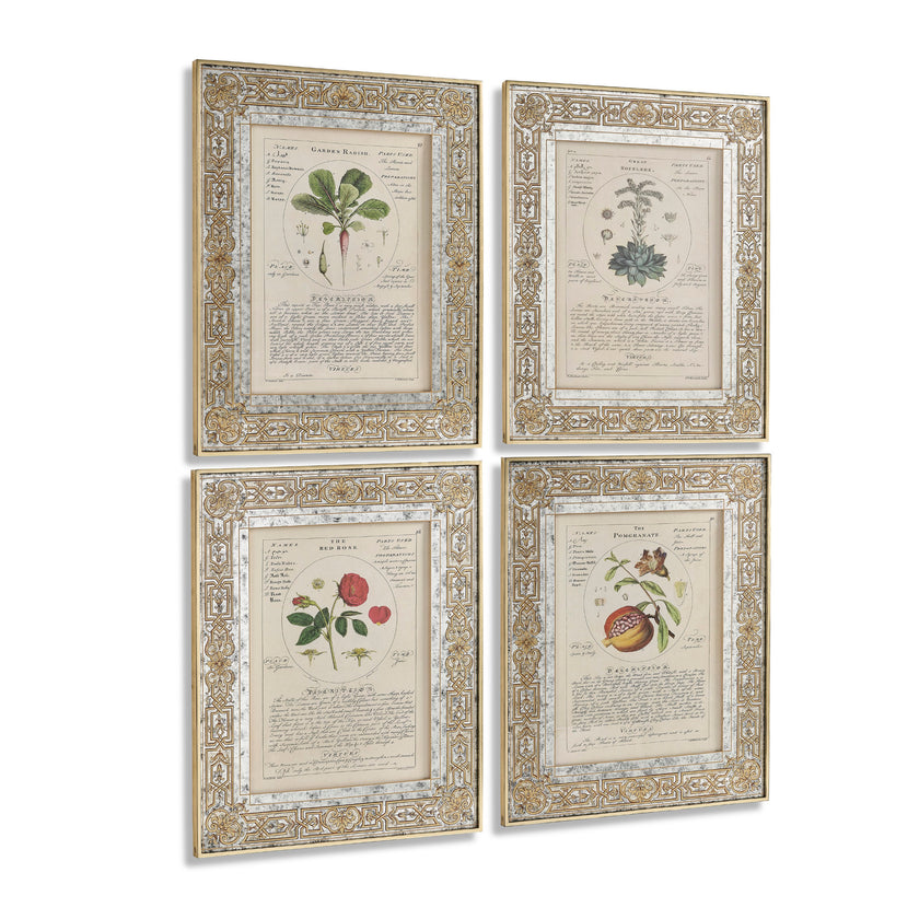 Jonathan Charles Herbal of Enlightenment - Set of 4