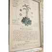Jonathan Charles Herbal of Enlightenment - Set of 4