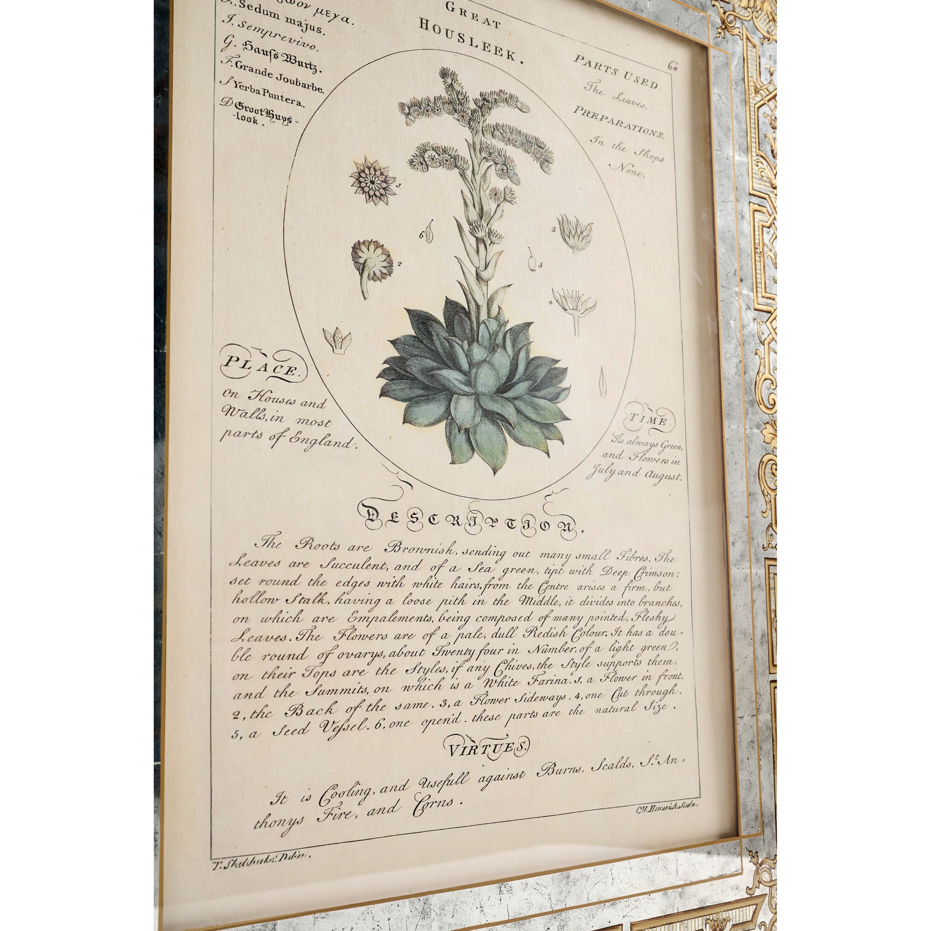 Jonathan Charles Herbal of Enlightenment - Set of 4