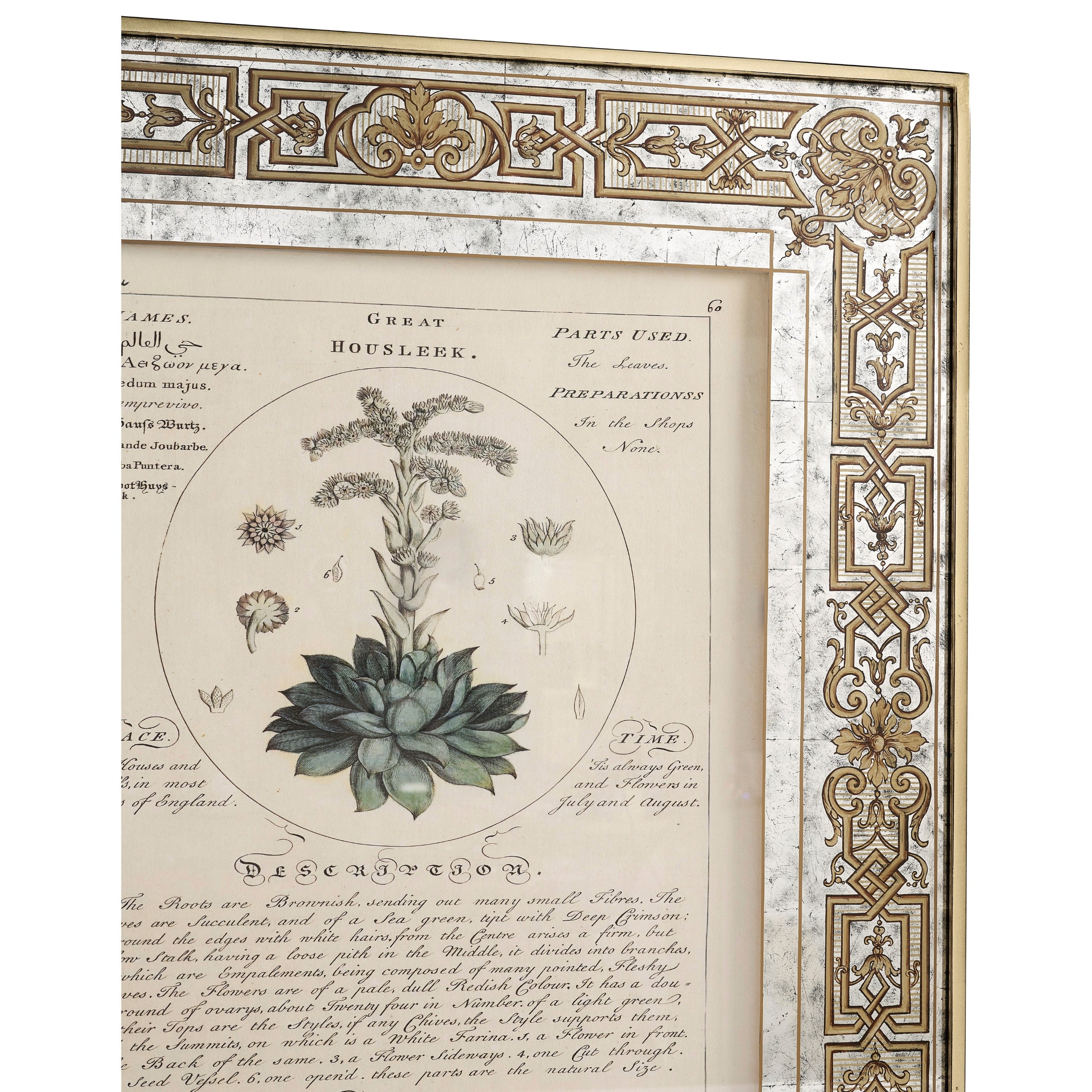 Jonathan Charles Herbal of Enlightenment - Set of 4