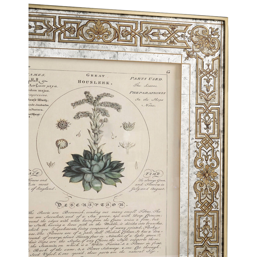 Jonathan Charles Herbal of Enlightenment - Set of 4