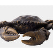 Global Views Lumpur Crab Sculpture