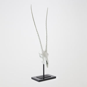 Global Views Matte White Gemsbok Skull Sculpture