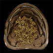 John Richard Corallo Wall Sconce