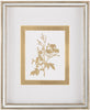 John Richard Decor Golden Botanicals VI