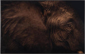 John Richard Decor Rodney Bursiel's All Ears