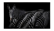 John Richard Decor Rodney Bursiel's Dazzle of Grevys