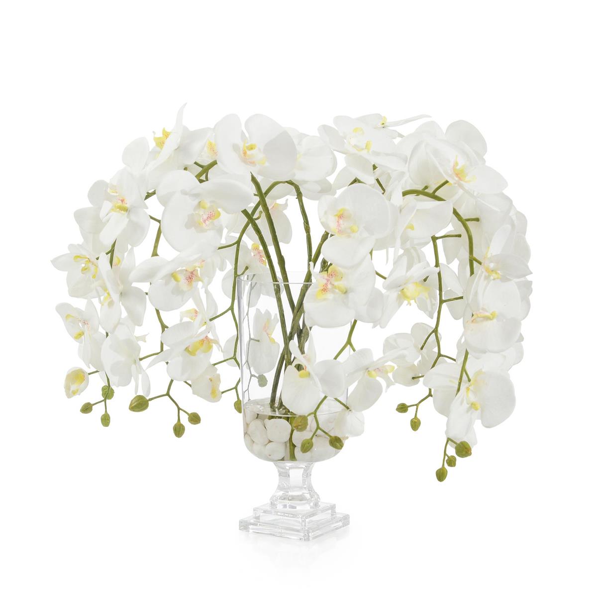 John Richard Glamorous Phals