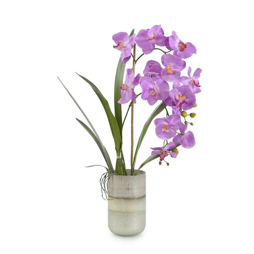 John Richard Asian Orchids