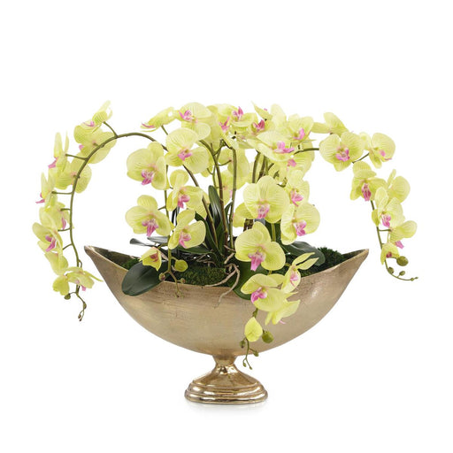 John Richard Chartruse Orchids